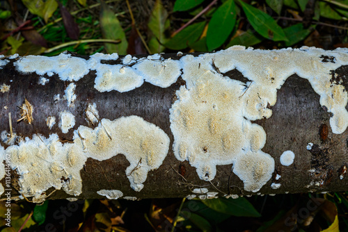 Postia rennyi  - a thin layer of white fungus on the trunk of an old cherry, destroying the wood photo