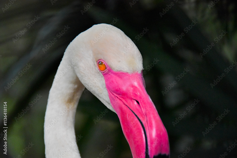 Obraz premium Flamingo bird with beautiful pink mouth color