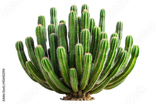 cactus isolated on white background
