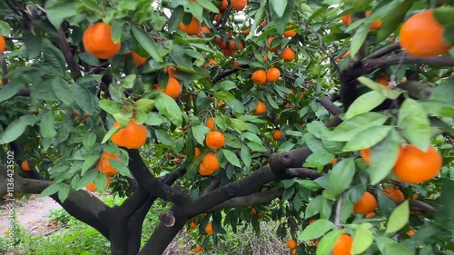 Tangerines in the tangerine garden - high quality image of satsuma tangerines on the branch