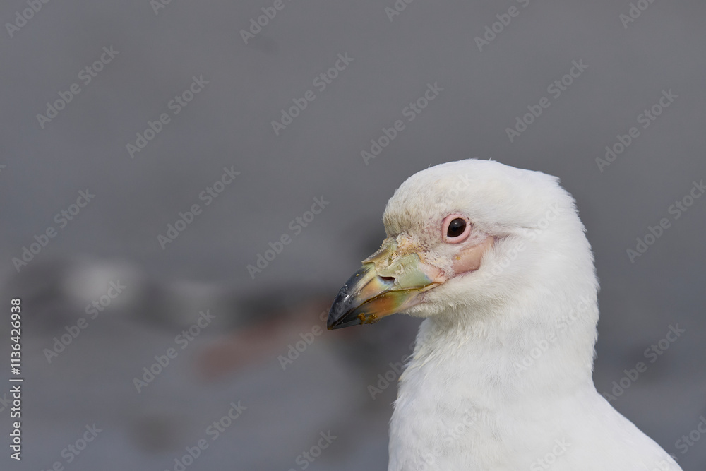 Pale-faced Sheathbill (Chionis albus) on the coast of Sea Lion Island in the Falkland Islands. Pale-faced Sheathbill (Chionis albus) on the coast of Sea Lion Island in the Falkland Islands.