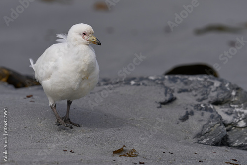 Pale-faced Sheathbill (Chionis albus) on the coast of Sea Lion Island in the Falkland Islands.                                photo