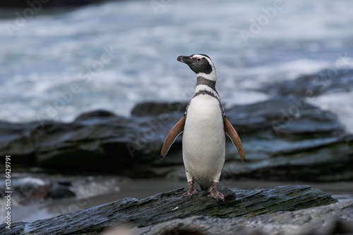 Magellanic penguin (Spheniscus magellanicus) emerging from the sea on Sea Lion Island in the Falkland Islands. photo