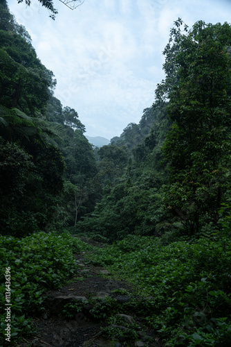 pathway to the Forest on Halimun Salak National Park photo