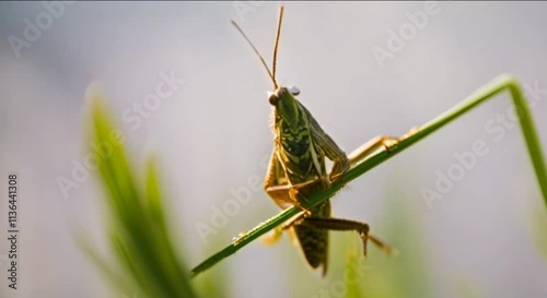 grasshopper on a branch