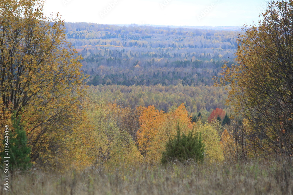 autumn in the forest