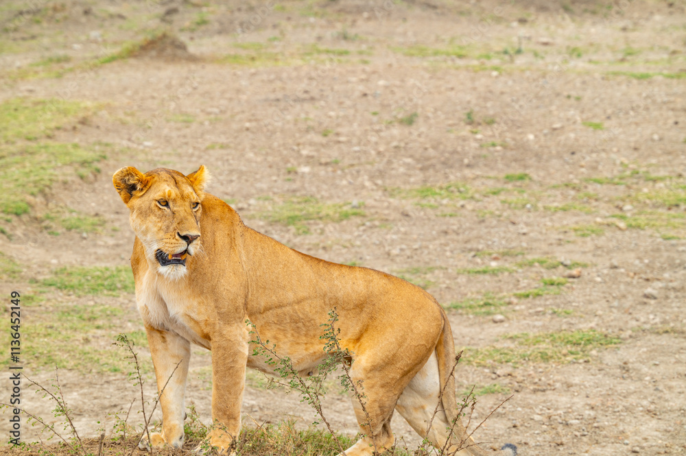 Tanzania adventure to see felines in the wilderness Tanzania adventure to see felines in the wilderness