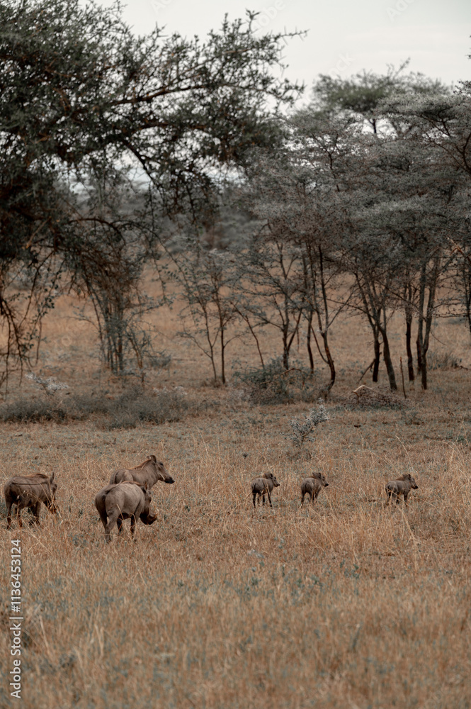 Fototapeta premium Tanzania adventure to see warthog in the wilderness