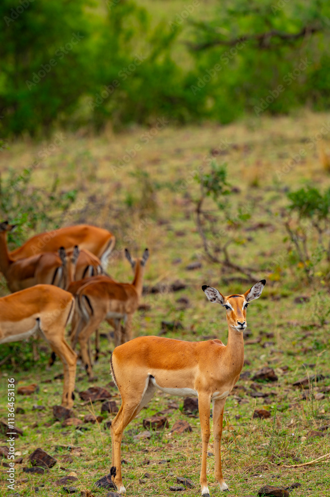 Tanzania adventure to see felines in the wilderness Tanzania adventure to see felines in the wilderness