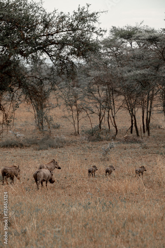 Tanzania adventure to see warthog in the wilderness