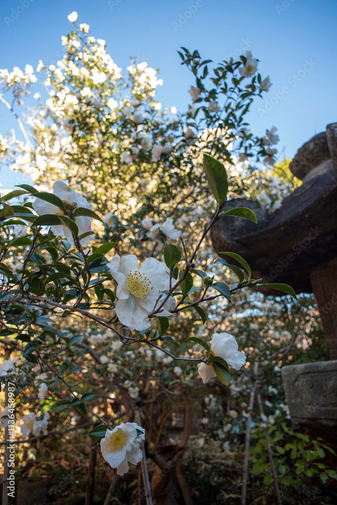 鎌倉2412 安国論寺58 山茶花 鎌倉2412 安国論寺58 山茶花