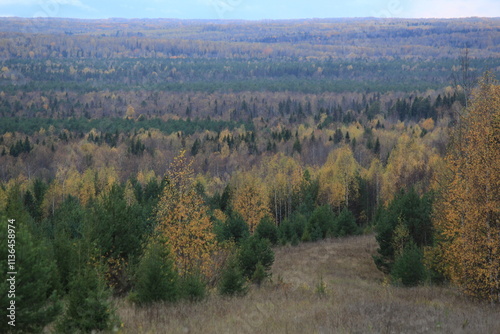 autumn in the forest