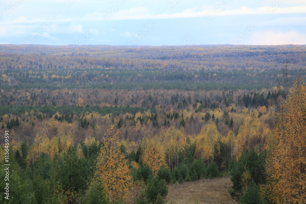 Fototapeta premium autumn in the forest