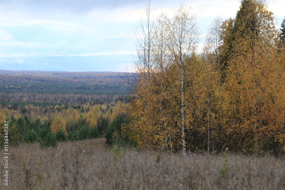 Fototapeta premium autumn in the forests of northeastern Europe
