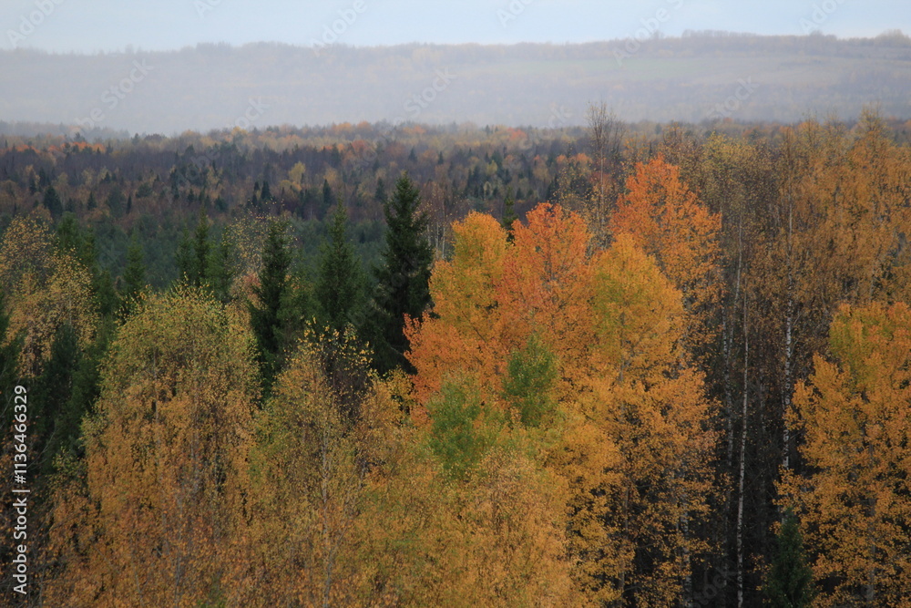 Fototapeta premium autumn in the forest