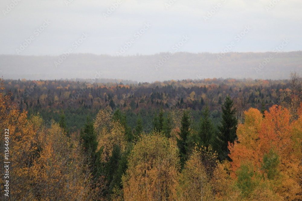 Fototapeta premium the beginning of rain in the autumn forest
