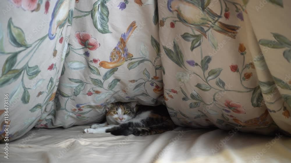 The cat is hiding under a thick blanket.
The cat sleeps under a nice thick blanket and is unhappy that she was woken up. The cat is hiding under a thick blanket.
The cat sleeps under a nice thick blanket and is unhappy that she was woken up.