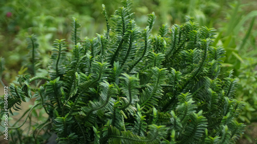 beautiful closeup of green leafy plant with soft focus background photo