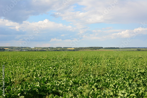 a field of sugar beetroot with a blue sky and clouds in the background