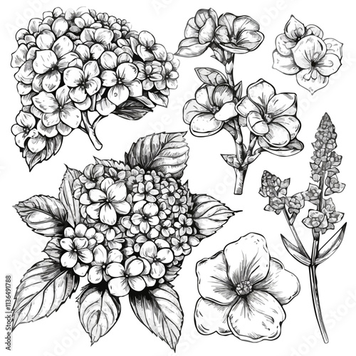 Flowering Shrubs in doodle style. Vector hand-drawn black line design elements. Beautiful blooms like hydrangeas, azaleas, and gardenias.
