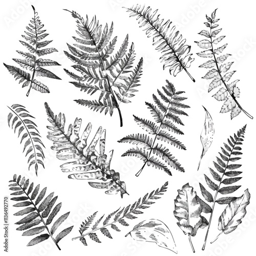 Tropical Ferns in doodle style. Vector hand-drawn black line design elements. Jungle favorites like Boston fern, staghorn fern, and maidenhair fern.
