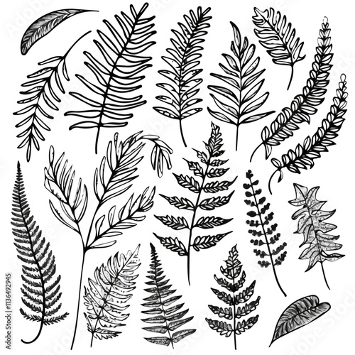 Tropical Ferns in doodle style. Vector hand-drawn black line design elements. Jungle favorites like Boston fern, staghorn fern, and maidenhair fern.
