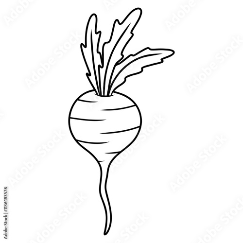 hand drawn illustration of radish plant