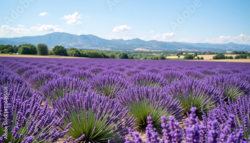 Breathtaking lavender fields bloom under the sunny sky in the countryside, captivating visitors with vibrant hues and scents