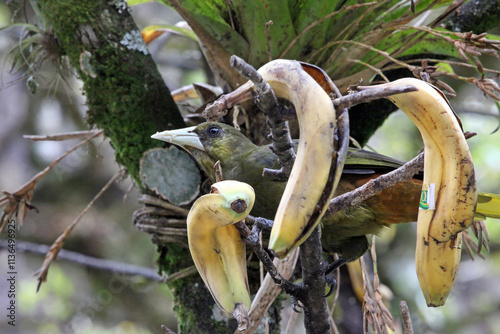 Dusky-green Oropendola feeding on bananas, Aguas Calientes Peru
 photo