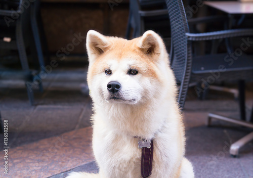 Japanese Shiba dog breed, photographed in the streets of the city of Trento, Italy