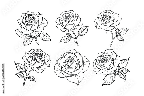 rose flower line art vector illustration
