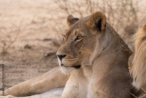 Kgalagadi: Mating pair of lions at Polentswa waterhole. photo