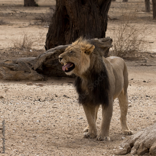 Kgalagadi: Portrait of the famed black maned Kalahari lion photo