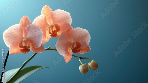 Elegant Blooming Pink Orchids on Soft Blue Background Capturing the Subtle Beauty of Nature Perfect for Home Decor or Floral Illustrations photo