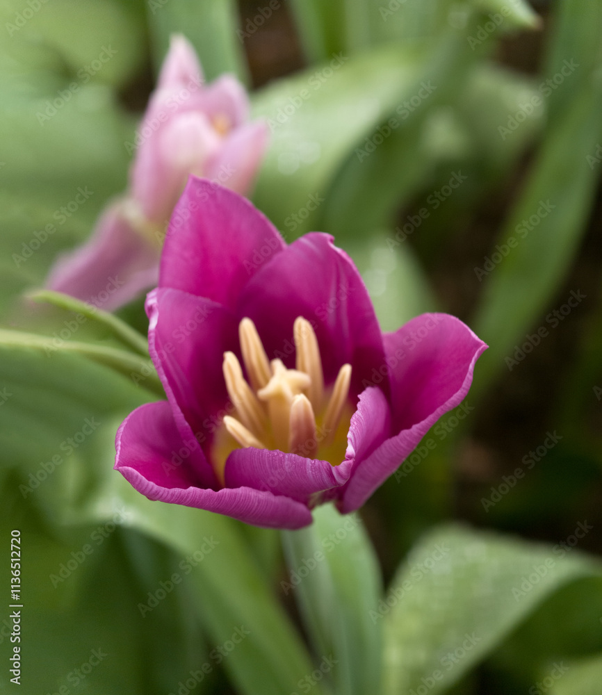 pink tulips in a field pink tulips in a field