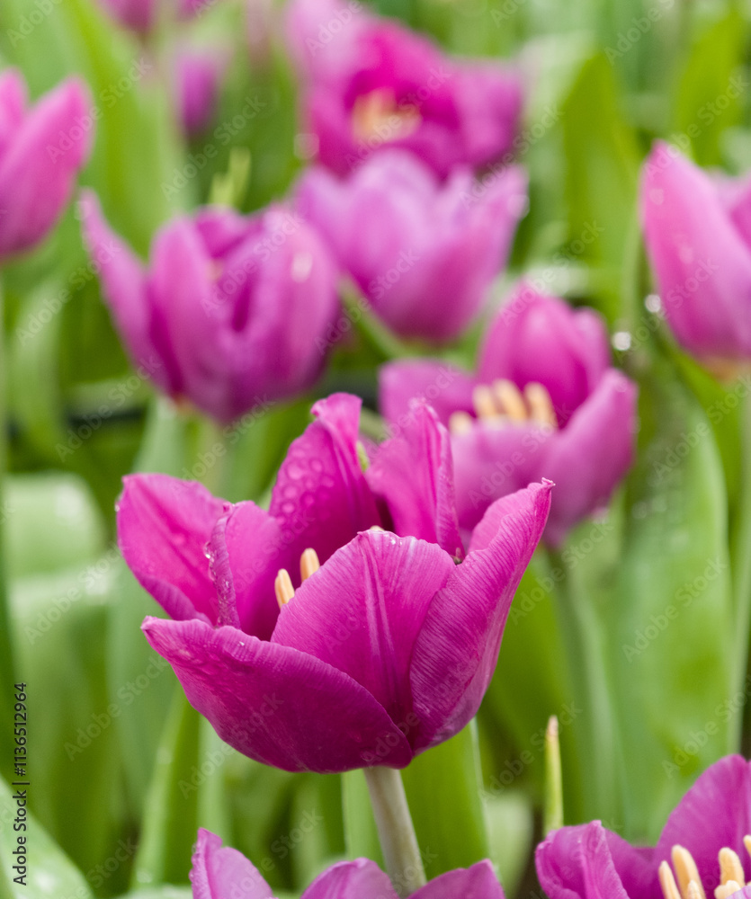Fototapeta premium Beautiful flowers pink tulips. Natural background