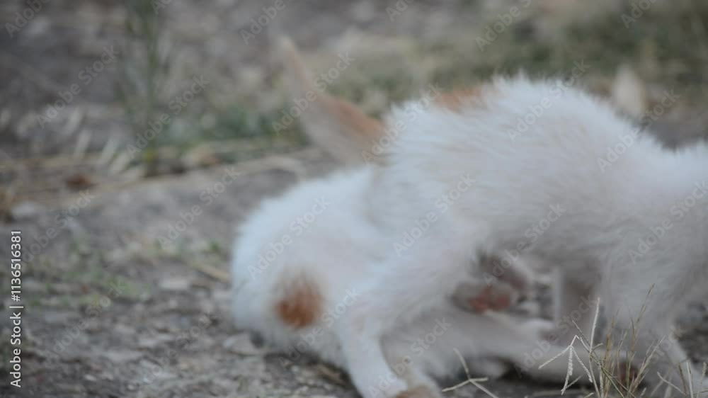 Kittens playing in the garden Kittens playing in the garden