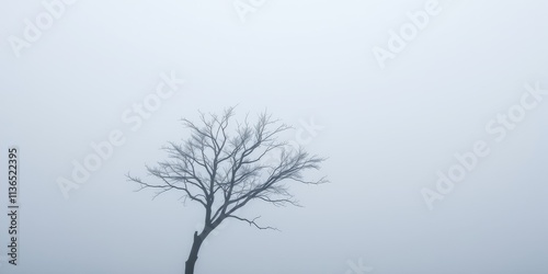 Lone, leafless tree stands stark against a misty sky, a scene of serene winter solitude