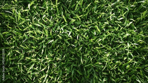 Fresh grass background with slight shadows and a light breeze effect 