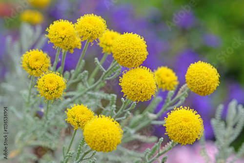 Yellow balls of Santolina chamaecyparissus, also known as lavender cotton, in flower.