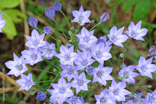 Pale blue Triteleia laxa, also known as grassnut, triplet lily, or Ithuriel’s spear, in flower.