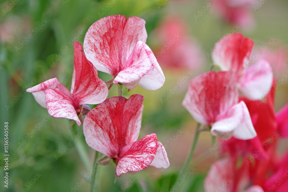 Red and white Lathyrus odoratus, sweet pea ‘America’ in flower. Red and white Lathyrus odoratus, sweet pea ‘America’ in flower.