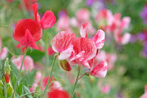 Red and white Lathyrus odoratus, sweet pea ‘America’ in flower.