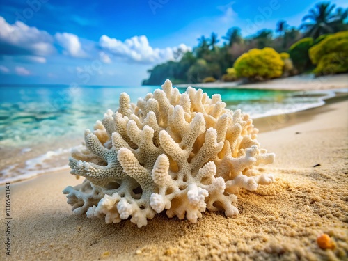 Koh Lipe Thailand Beach Coral Macro Photography: Dead Coral Remains on Sandy Shore photo