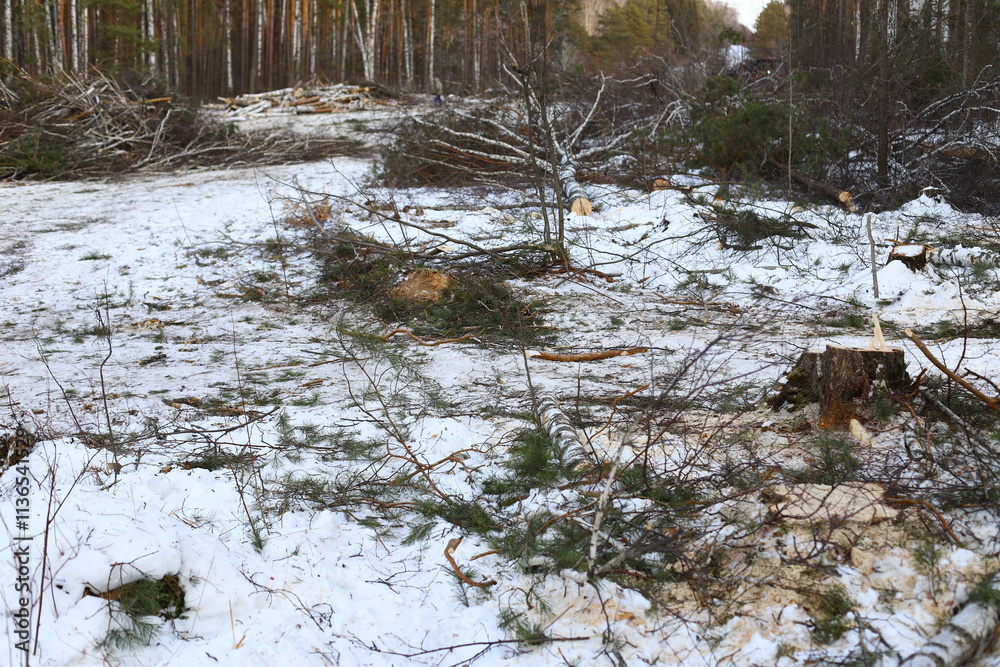 Illegal logging in the winter forest. Illegal logging is a driving force behind a number of environmental problems such as deforestation, soil erosion and loss of biodiversity. Illegal logging in the winter forest. Illegal logging is a driving force behind a number of environmental problems such as deforestation, soil erosion and loss of biodiversity.