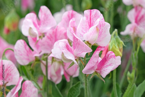 Pink and white variegated Lathyrus odoratus, sweet pea  in flower.