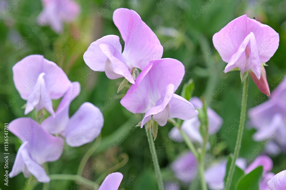 Fototapeta premium Pale lilac purple Lathyrus odoratus, sweet pea in flower.