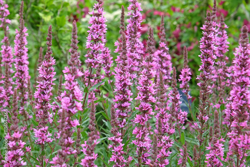 Pink Lythrum salicaria ‘Feuerkerze’, also known as purple loosestrife in flower.