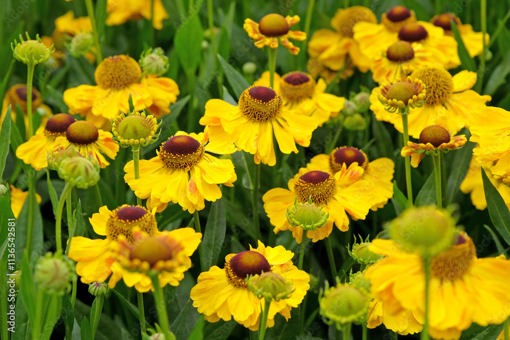 Yellow helenium sneezeweed, ‘El Dorado’ in flower. Yellow helenium sneezeweed, ‘El Dorado’ in flower.