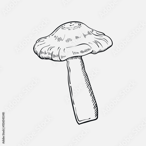 Mushroom on white isolated background . Hand drawn vintage style . Tattoo. Vector illustration.